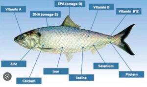 Giá trị dinh dưỡng trong cá